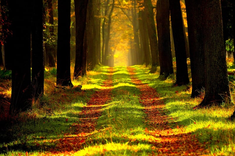 Tranquil Forest
